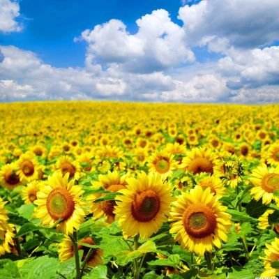 世界大战破解版下载
